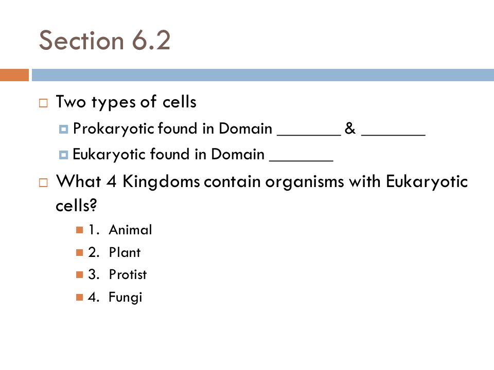 4 what types of organisms are made from eukaryotic cells